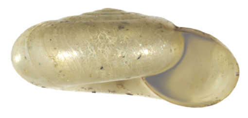 VA_LandSnails